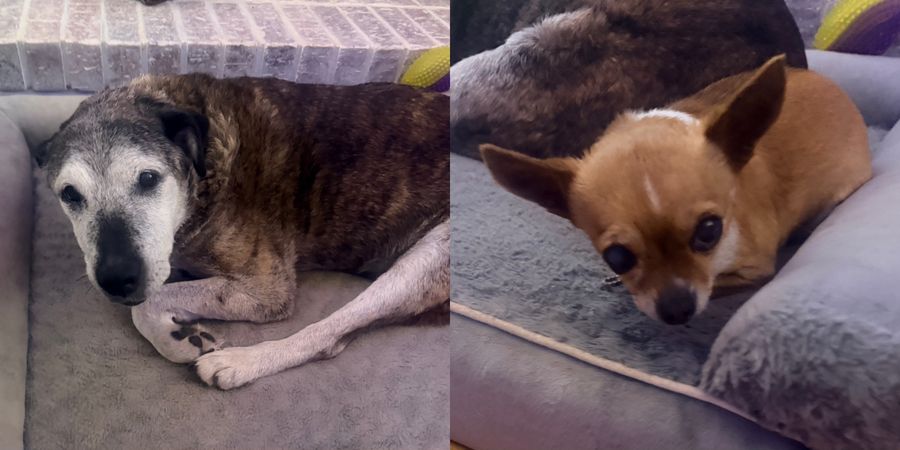 The Hooking and Booking pups